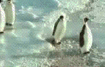 32-penguin-falls-over.gif image by Beloved_Darkness