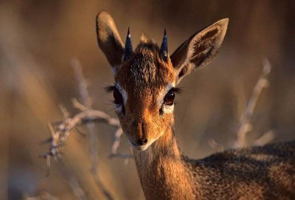 Face Photography: Photograph  Deer Eyes
