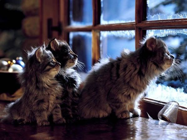 Photograph - Winter Cats