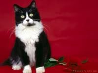  yahoo , groups , yahoo groups mail 