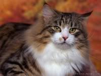  yahoo , groups , yahoo groups mail 