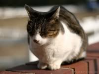  yahoo , groups , yahoo groups mail 