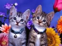  yahoo , groups , yahoo groups mail 