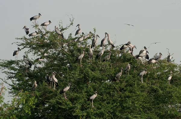 Le jardin aux oiseaux de Hai Nham