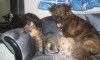 Furry Family tiny
