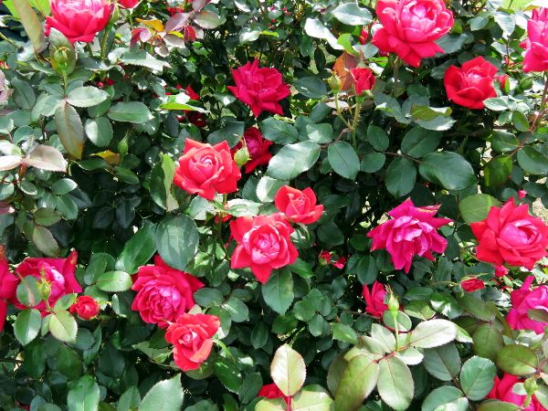 photo 009_600_zpsx0jnqdkh.jpg