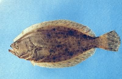 Summer Flounder