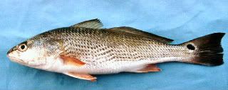 Red Drum