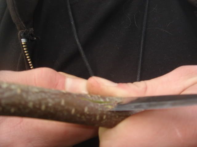 woodlorevsclipper002.jpg