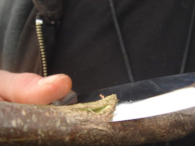 woodlorevsclipper005.jpg