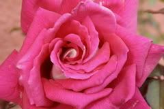 IMG_0238.jpg rose of another color image by joanne_manuli