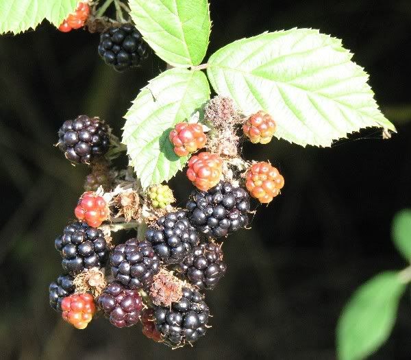 blackberries.jpg blackberries image by scrozzled