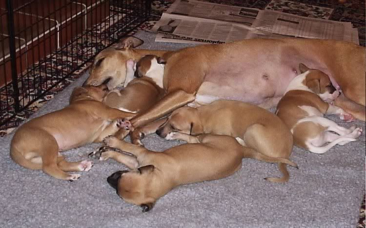 WebCopyofpups443wks5days.jpg