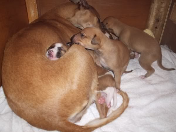 pups35-16daysold.jpg