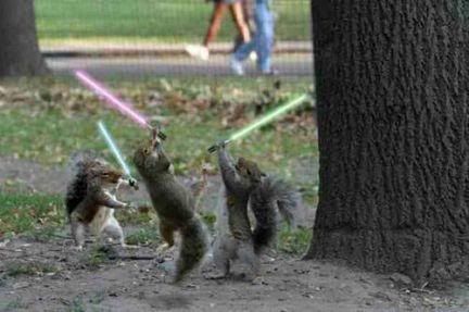 jedi_squirrels.jpg