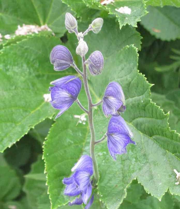 Monkshood Rabbit Valley Pictures, Images and Photos
