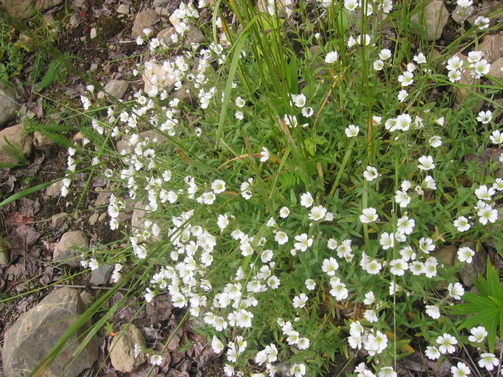 Bering chickweed RamV Pictures, Images and Photos