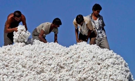 Cotton-Harvest-In-Gujarat-007_zpsydqdnxc