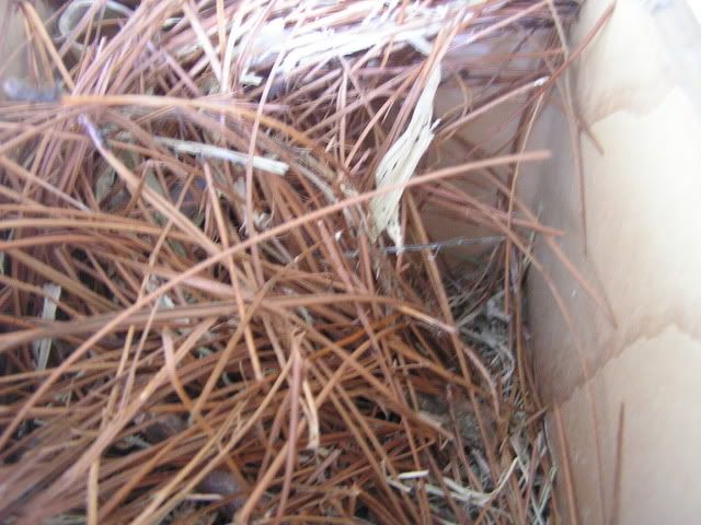 what do you use for nesting materials what do you use for nesting materials
