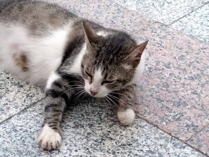 slika