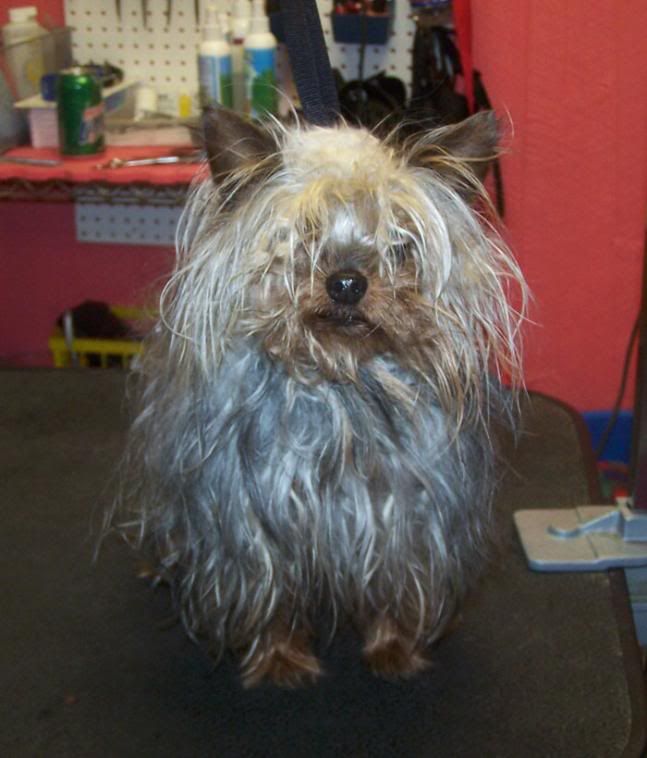Max the Yorkie BEFORE Pictures, Images and Photos