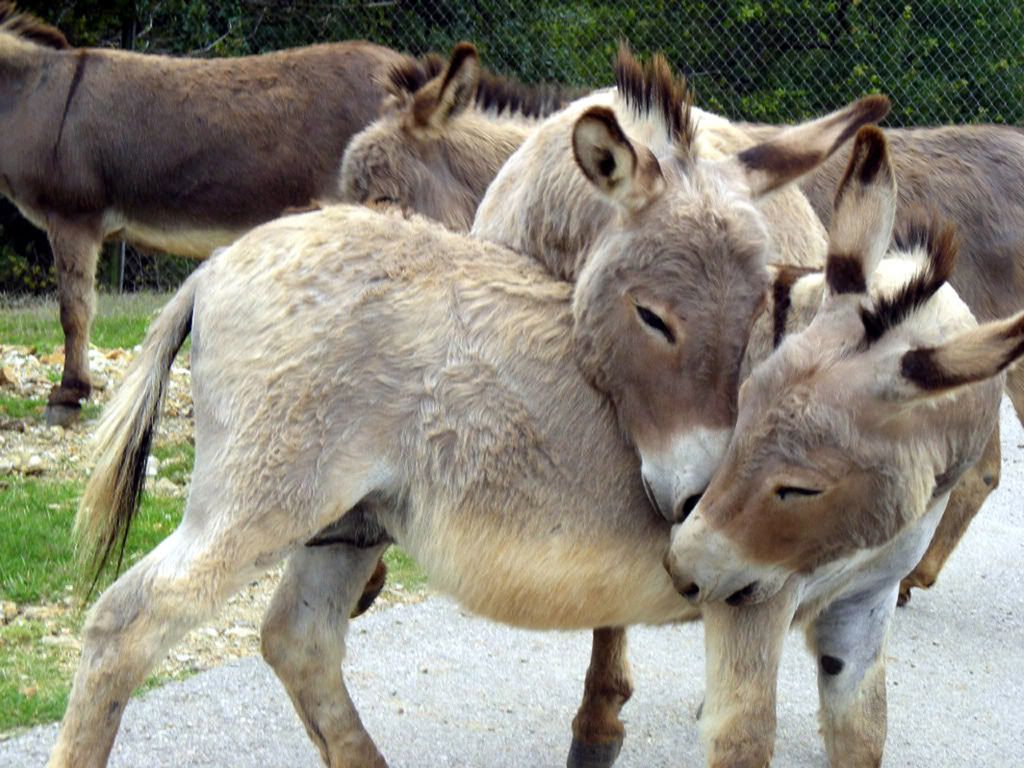 Donkey Love Pictures, Images and Photos