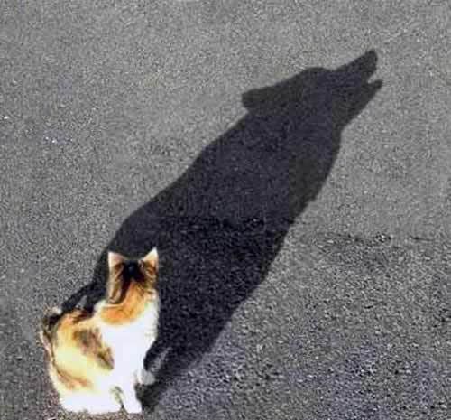 cat-wolf-shadow-illusion.jpg