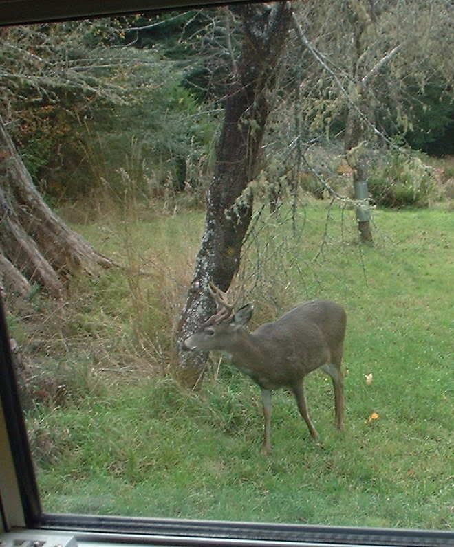 Deer Season - Homesteading Questions