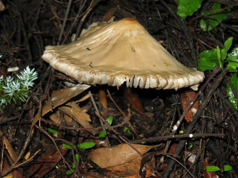 how to grow morel mushroom