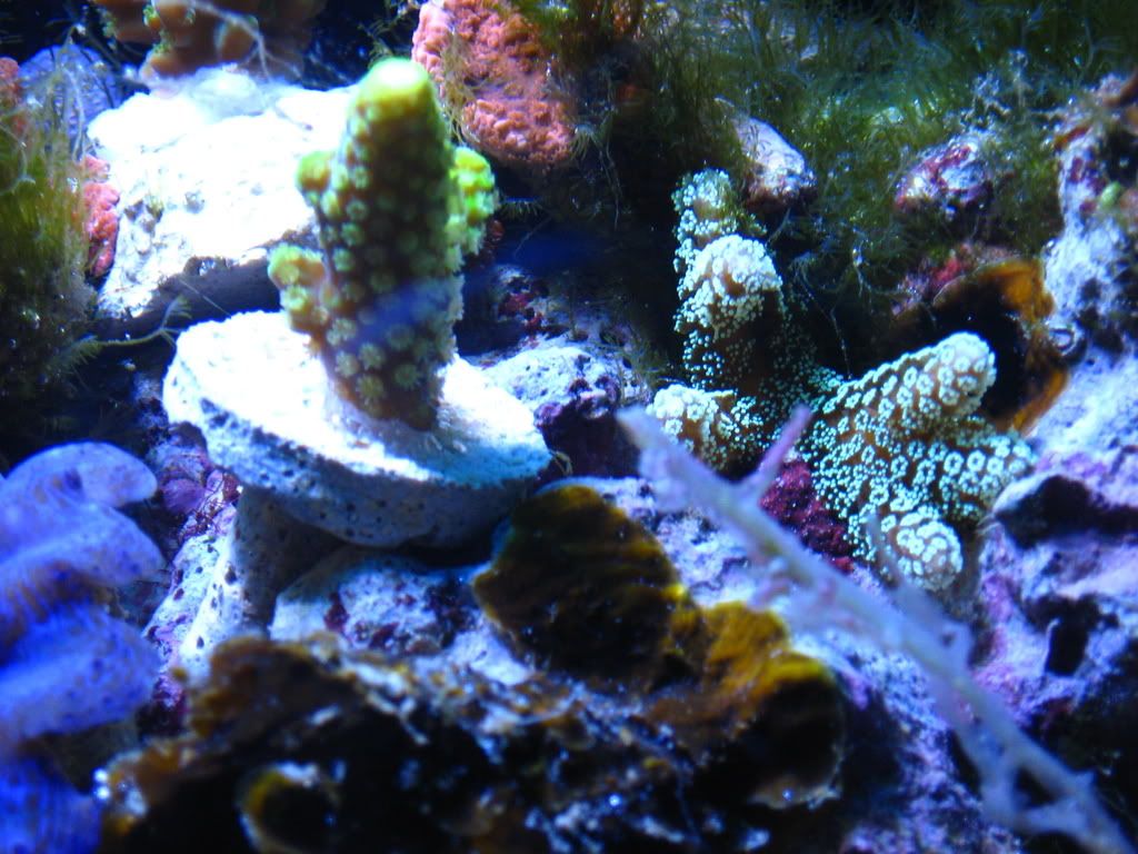 coral069.jpg