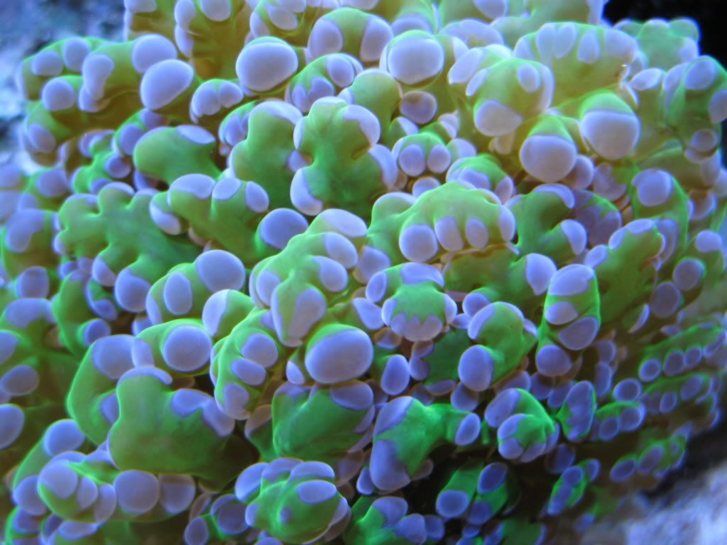 corals027.jpg