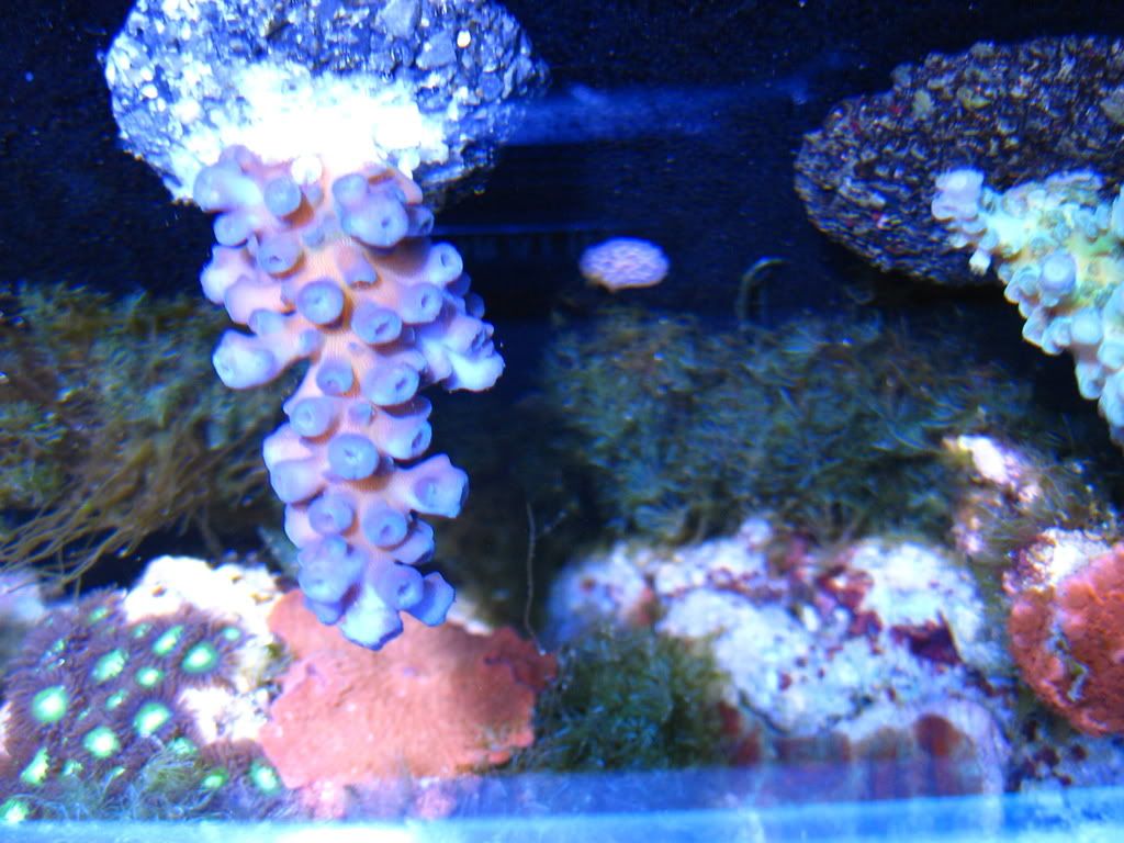corals037.jpg