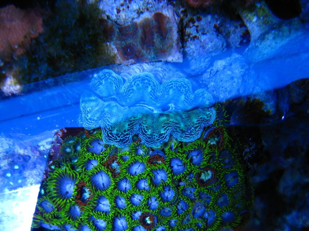 corals040.jpg