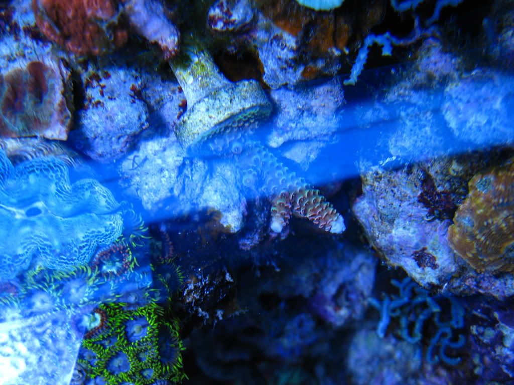 corals042.jpg