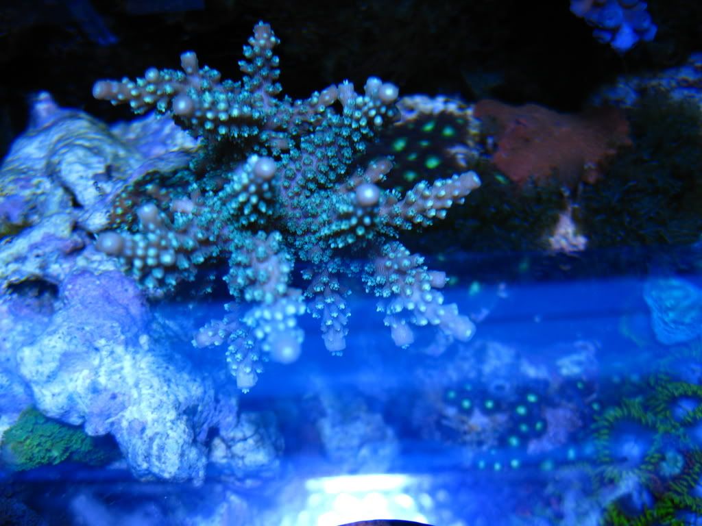 corals043.jpg