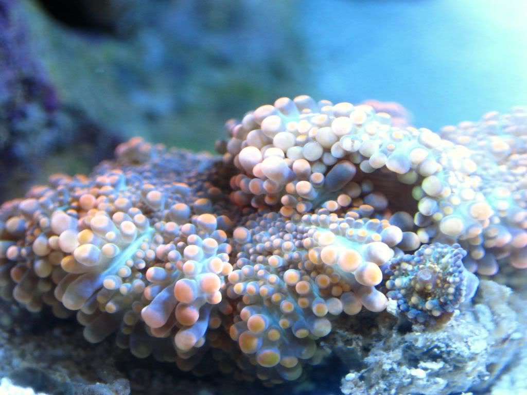 corals047.jpg