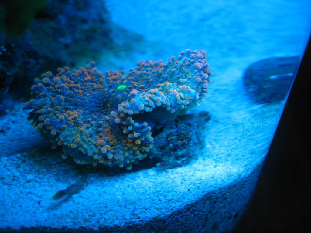 corals054.jpg