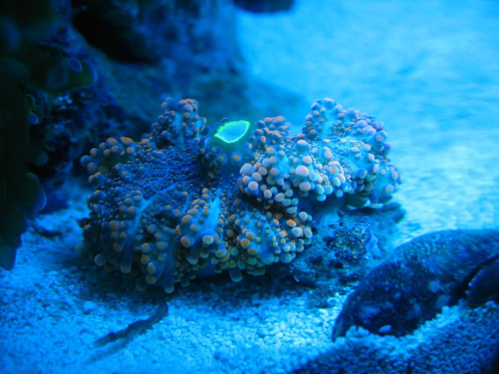 corals063.jpg