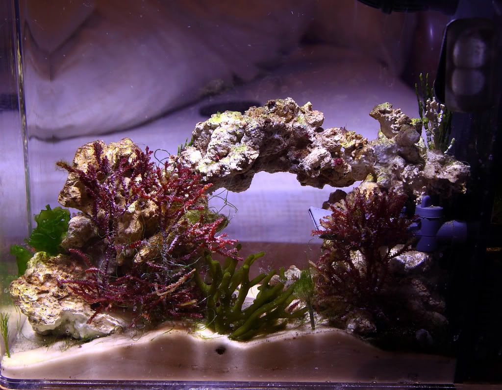 pico0001.jpg