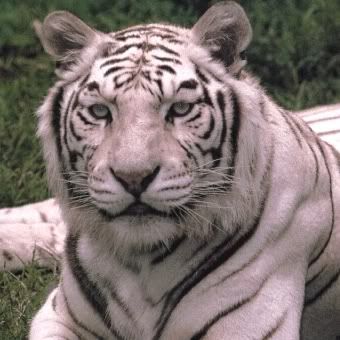 TIGER Pictures, Images and Photos