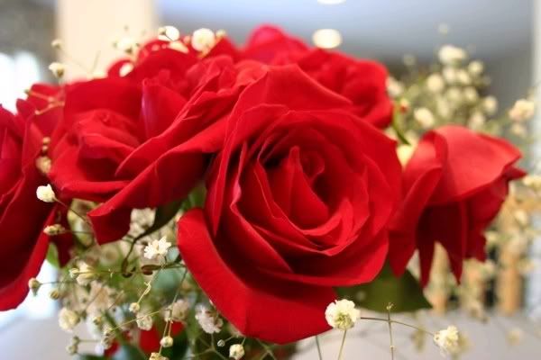 roses-1.jpg roses image by rudiattila