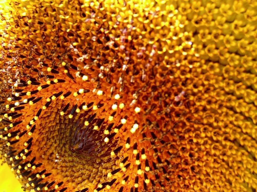 sunflower-med.jpg