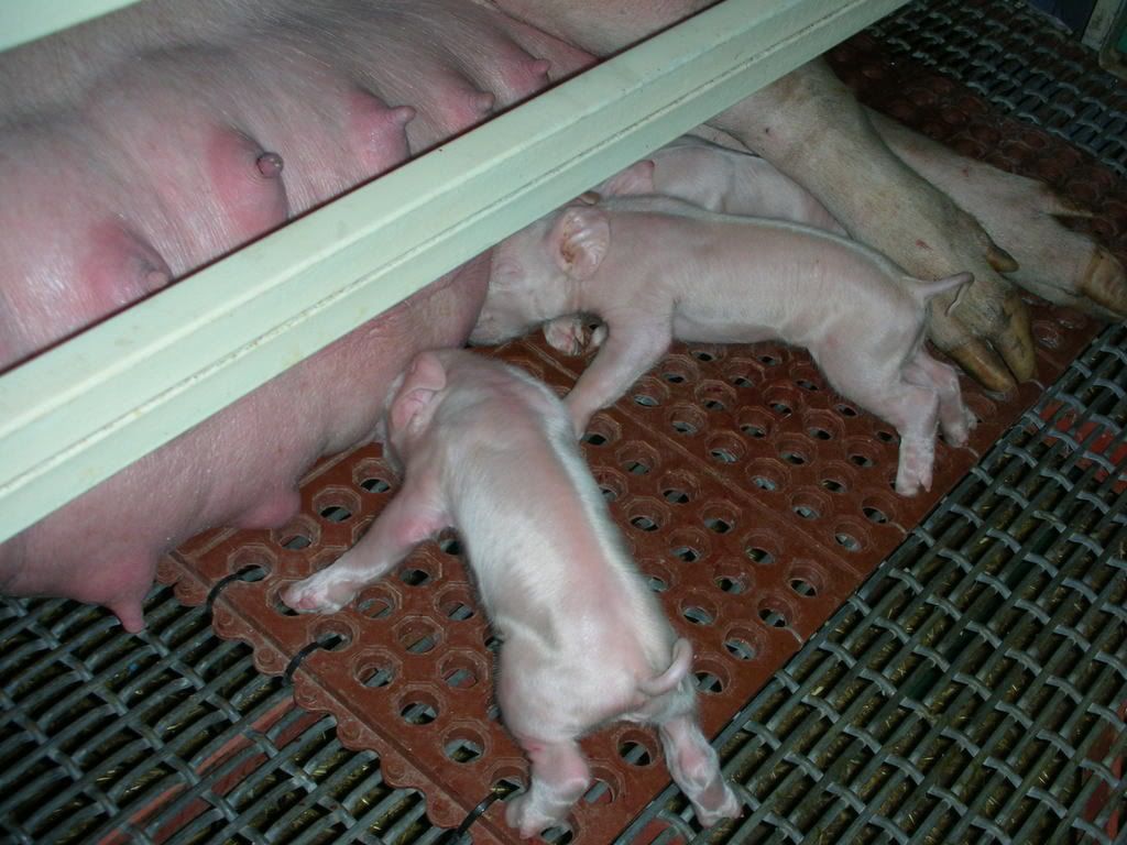 ficturesof2006161.jpg baby pigs eating image by tawndra_ferguson