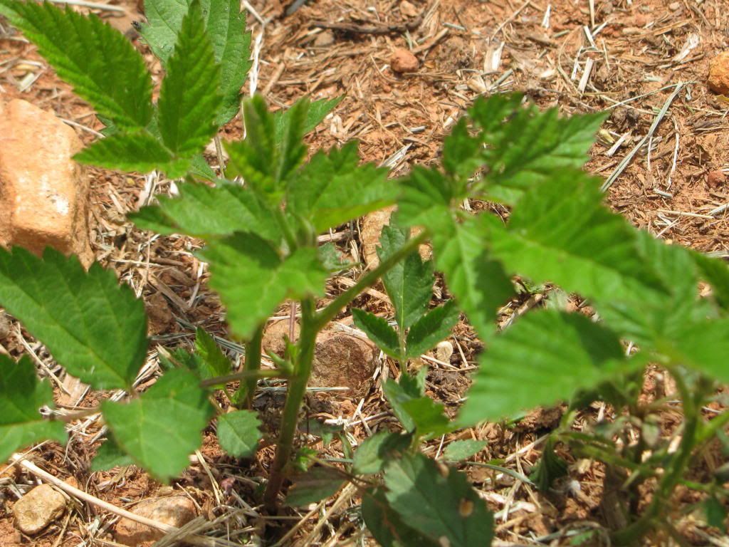 Identify Thorny Viney Weed