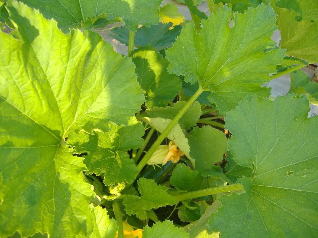 Starting over! PICS! - Homesteading Questions