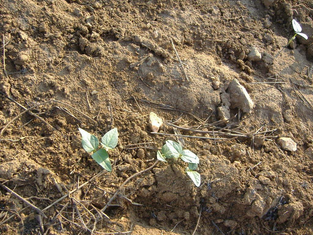 Starting over! PICS! - Homesteading Questions