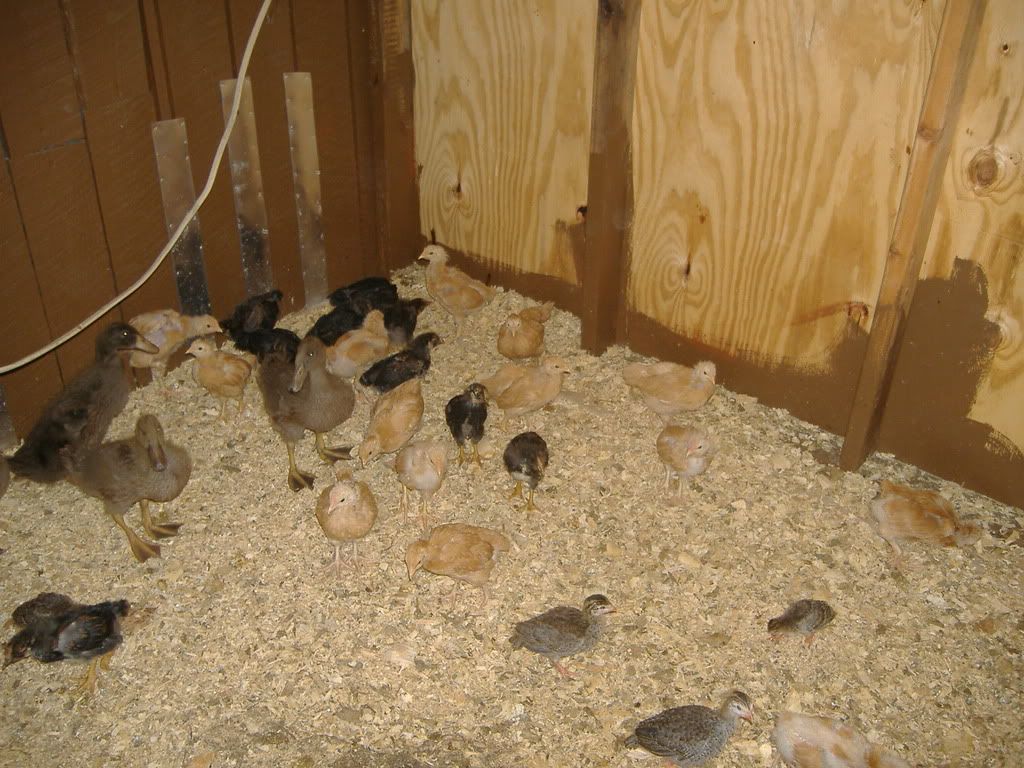 Starting over! PICS! - Homesteading Questions