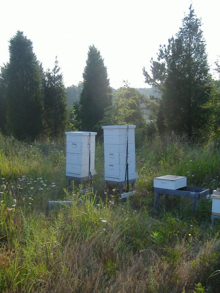 Starting over! PICS! - Homesteading Questions