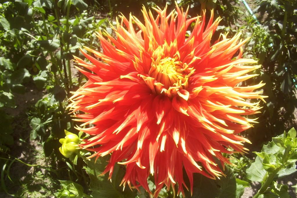 Photo Sharing and Video Hosting at Photobucket