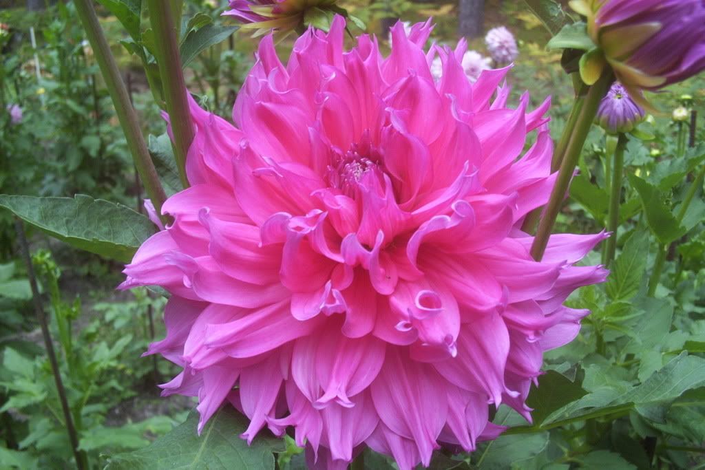 Photo Sharing and Video Hosting at Photobucket